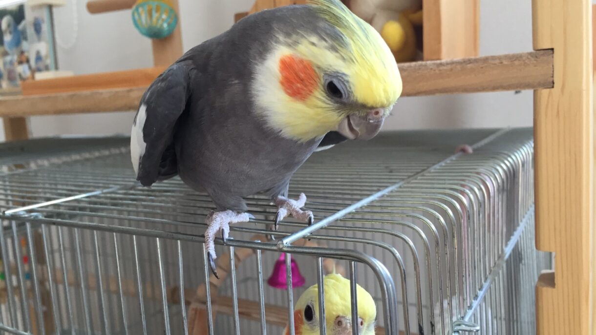 オカメインコの次男